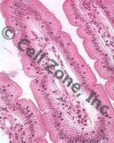 PST-epi-3 (simple columnar epithelium with microvilli)