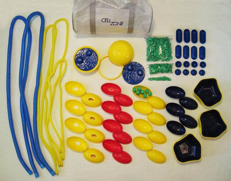 Dynamic Cell Models (DCM-101)