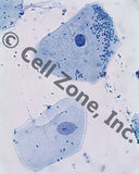 PST-cell-2 (cheek cells)