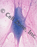 PST-nerv-5 (multipolar neuron smear)