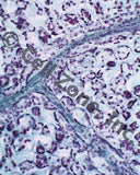 PST-plant-8 (V. peduncularis leaf vein stained with methyl green / thionin)