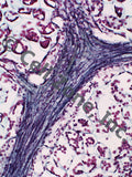 PST-plant-7 (V. peduncularis leaf vein stained with Milligan's trichrome)