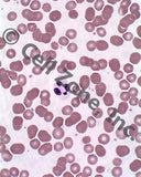 PST-blood-1 (neutrophil at 1000X)