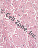 PST-musc-2 (skeletal muscle from tongue)